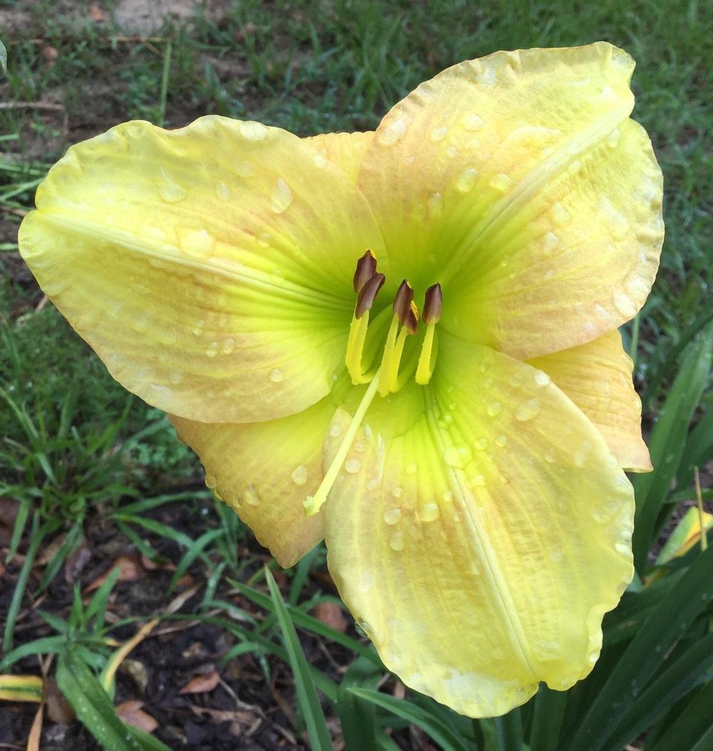 Photo of Daylily (Hemerocallis 'Brutus') uploaded by scflowers