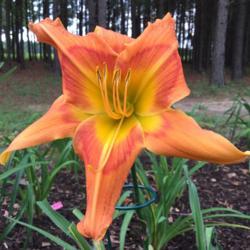 Location: My garden in Warrenville, SC
Date: 2016-08-20
First year in my garden; bloomed FFO in April & still in bloom