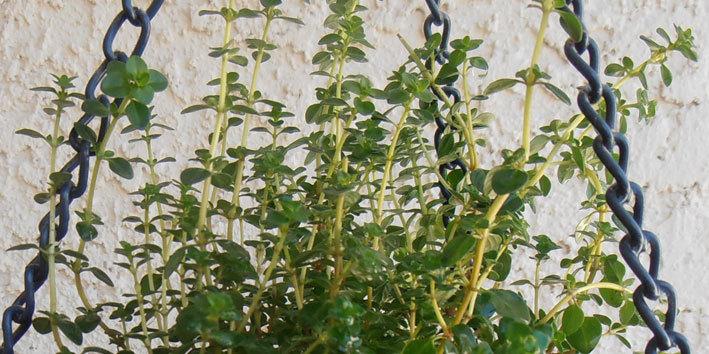 Photo of Lemon Thyme (Thymus x citriodorus) uploaded by LizDTM