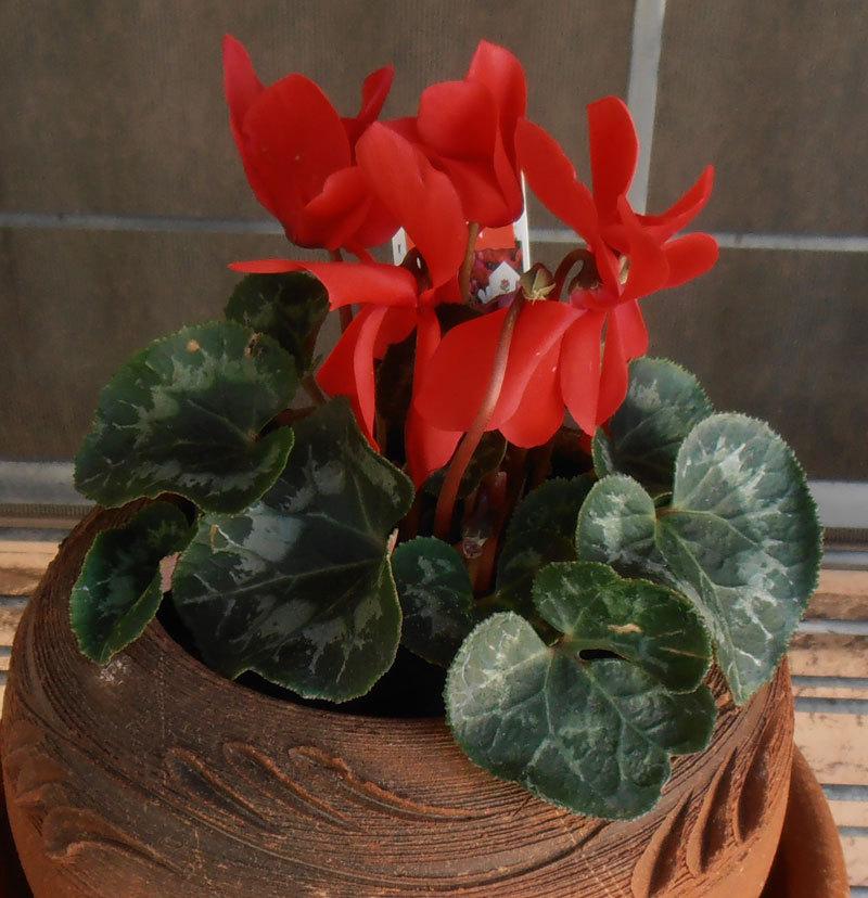 Photo of Florist's Cyclamen (Cyclamen persicum) uploaded by LizDTM