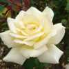 Nana Mouskouri rose bloom