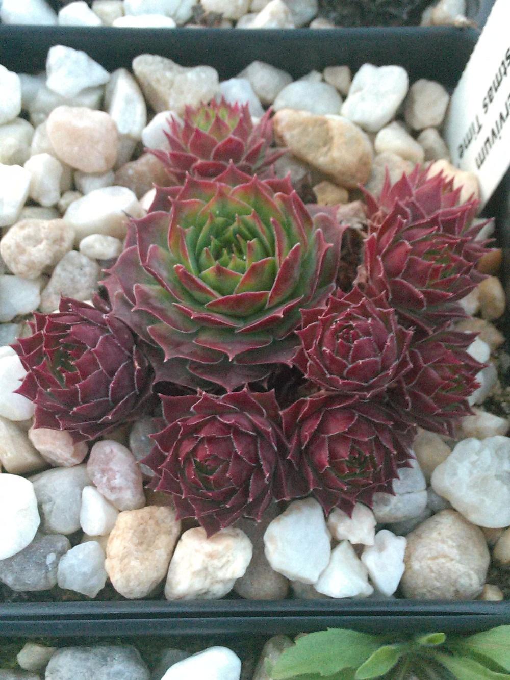 Photo of Hen and Chicks (Sempervivum 'Christmas Time') uploaded by jkbingh