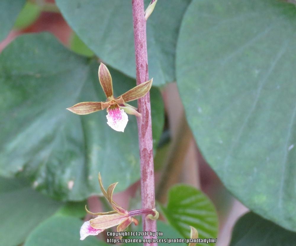 Photo of Chinese Crown Orchid (Eulophia graminea) uploaded by plantladylin