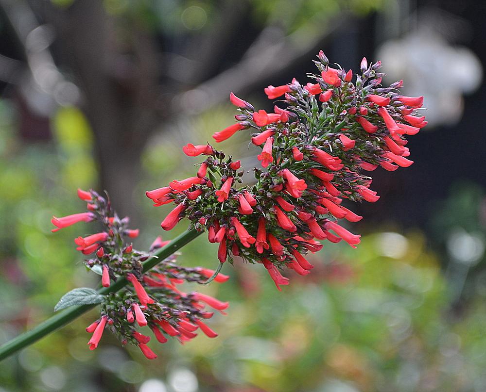 Photo of Red Rocket Russelia (Russelia sarmentosa) uploaded by sunkissed