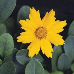 Photo of Dwarf Mouse-ear Tickseed (Coreopsis auriculata 'Nana') uploaded by Lalambchop1