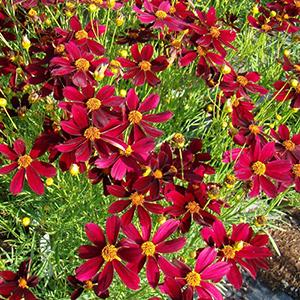 Photo of Tickseed Coreopsis (Coreopsis 'Red Satin') uploaded by Lalambchop1