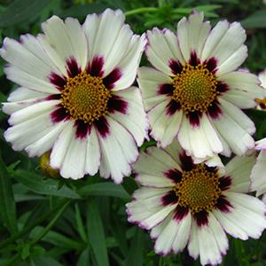 Photo of Coreopsis Big Bang™ Star Cluster uploaded by Lalambchop1