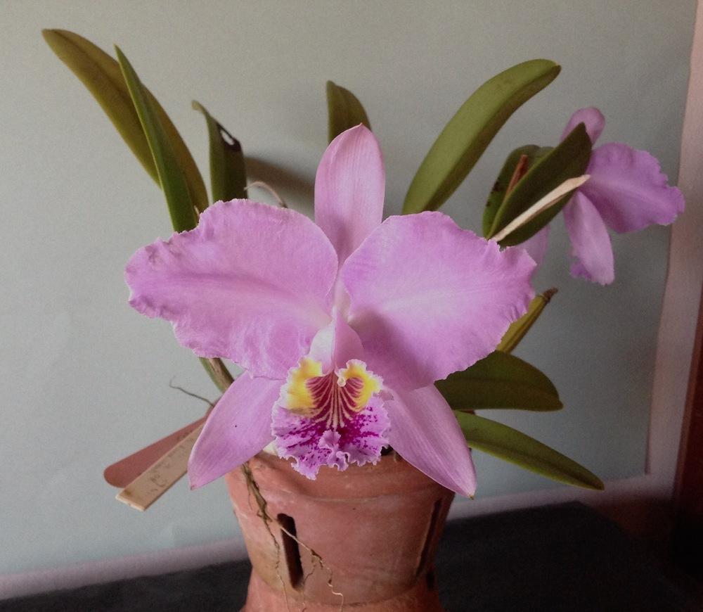 Photo of Orchid (Cattleya lueddemanniana) uploaded by prabhisetty