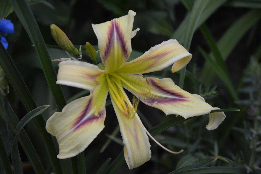 Photo of Daylily (Hemerocallis 'Flying Blue Dragon') uploaded by queerbeet