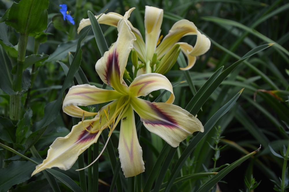 Photo of Daylily (Hemerocallis 'Flying Blue Dragon') uploaded by queerbeet