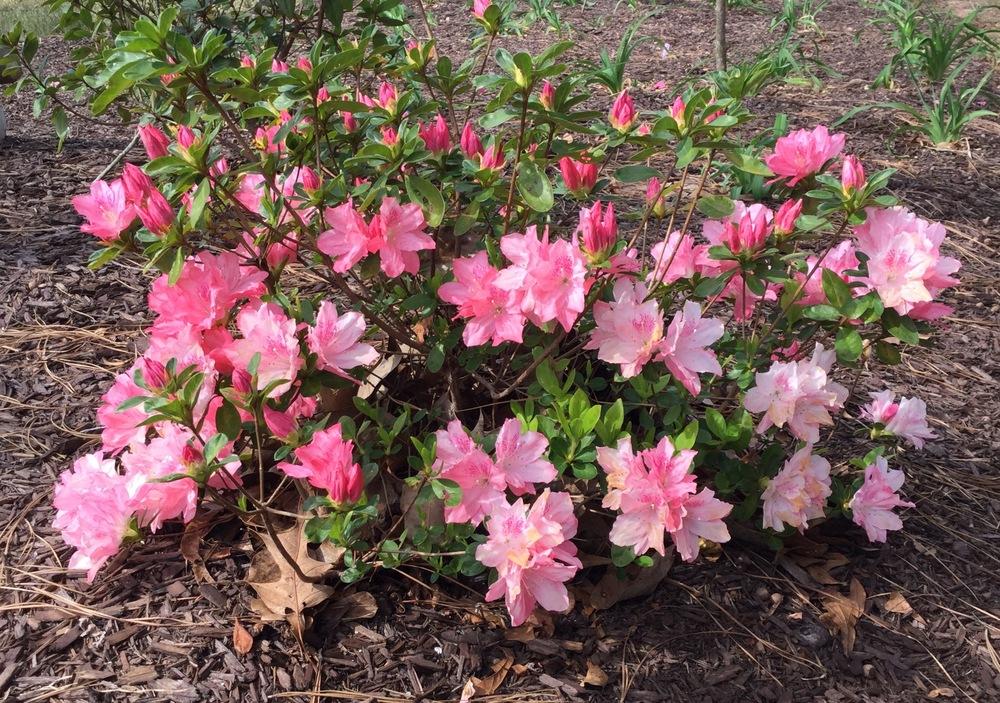 Photo of Rhododendrons (Rhododendron) uploaded by scflowers