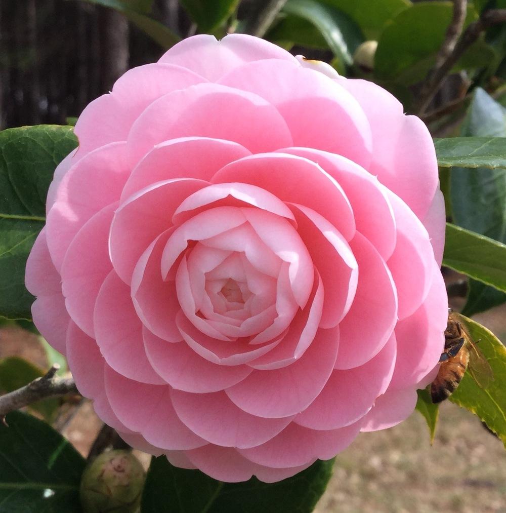 Photo of Japanese Camellia (Camellia japonica 'Pink Perfection') uploaded by scflowers