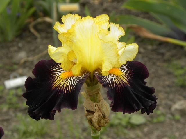 Photo of Tall Bearded Iris (Iris 'Reckless Abandon') uploaded by SassyCat
