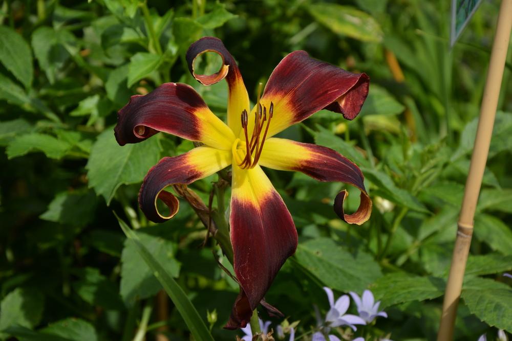 Photo of Daylily (Hemerocallis 'Wild and Free') uploaded by queerbeet