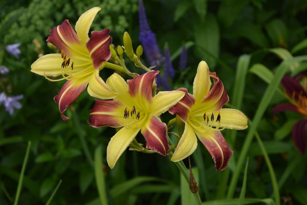 Photo of Daylily (Hemerocallis 'Howdy') uploaded by queerbeet