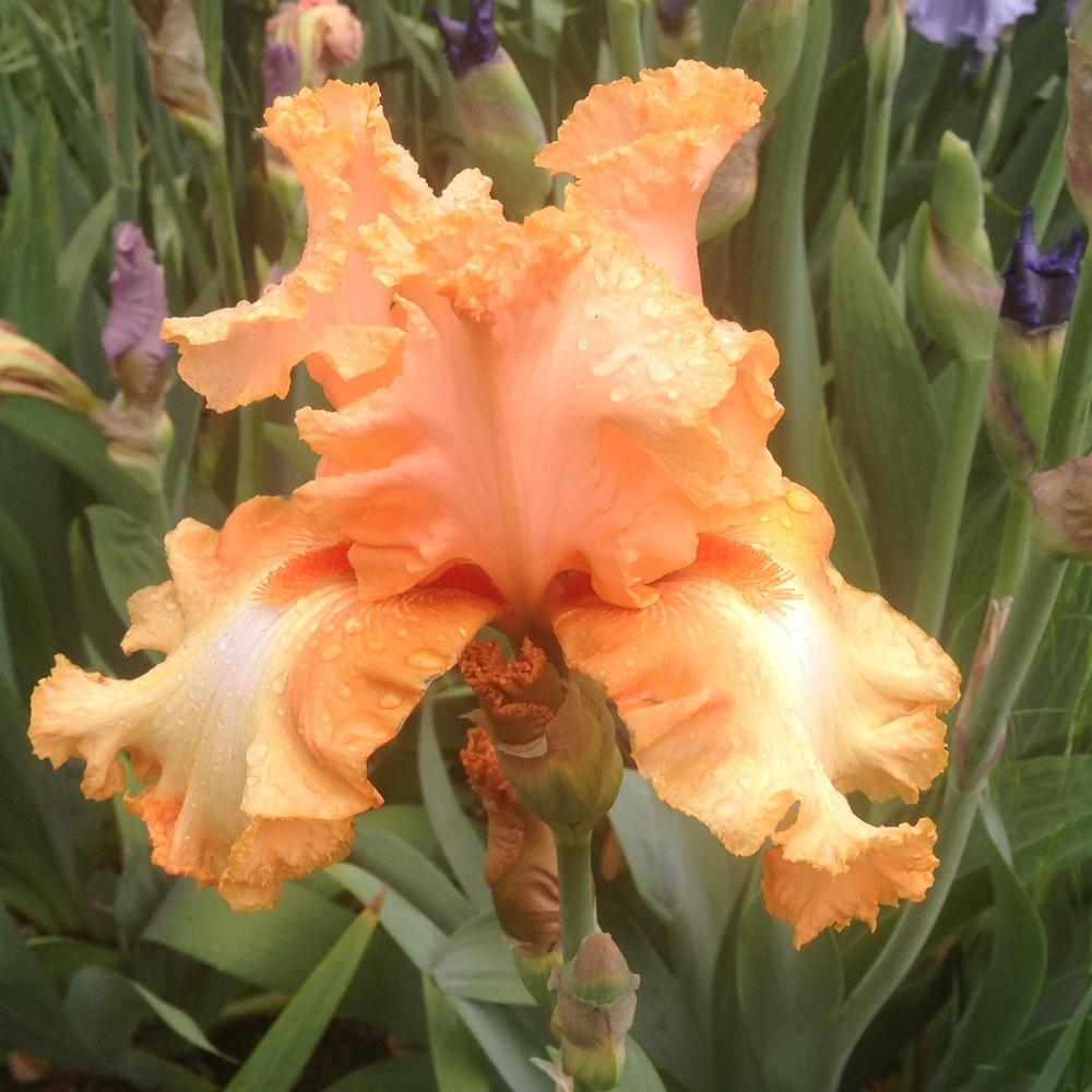 Photo of Tall Bearded Iris (Iris 'Cajun Rhythm') uploaded by SpringGreenThumb