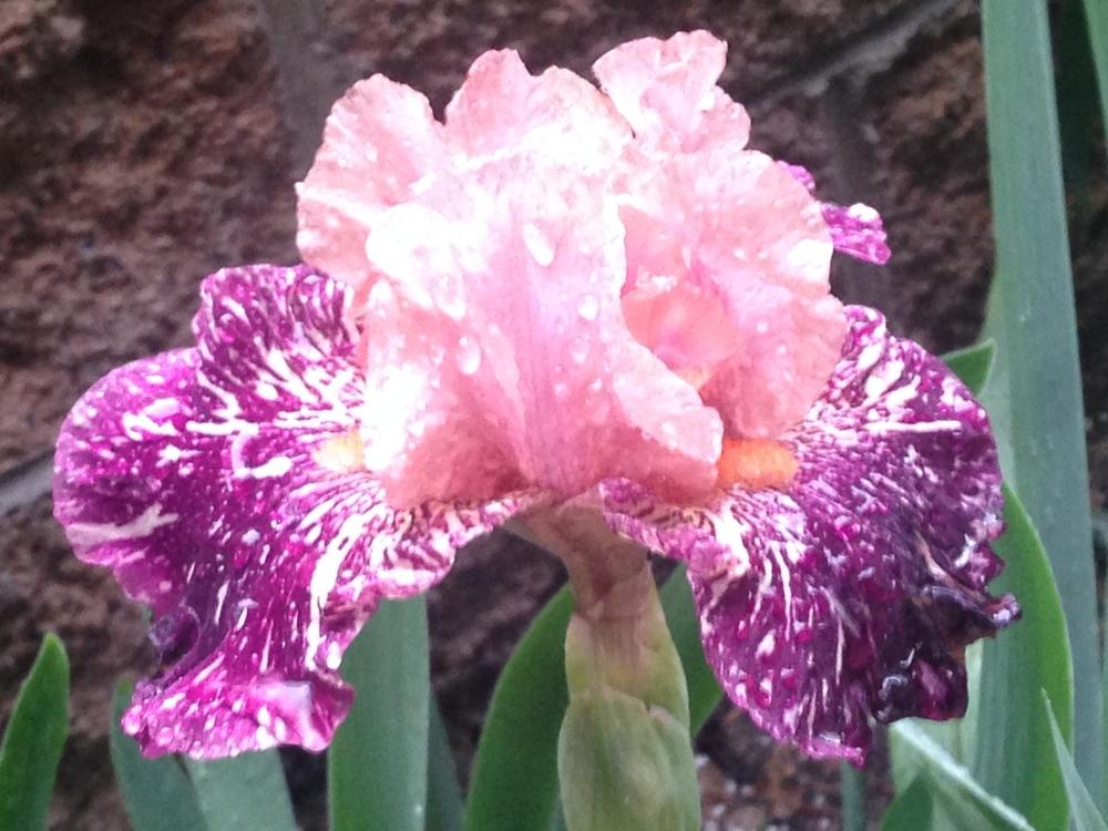 Photo of Border Bearded Iris (Iris 'Anaconda Love') uploaded by SpringGreenThumb
