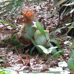 Location: Sebastian, Florida
Date: 2017-02-24
Growing on a dead palm stump.