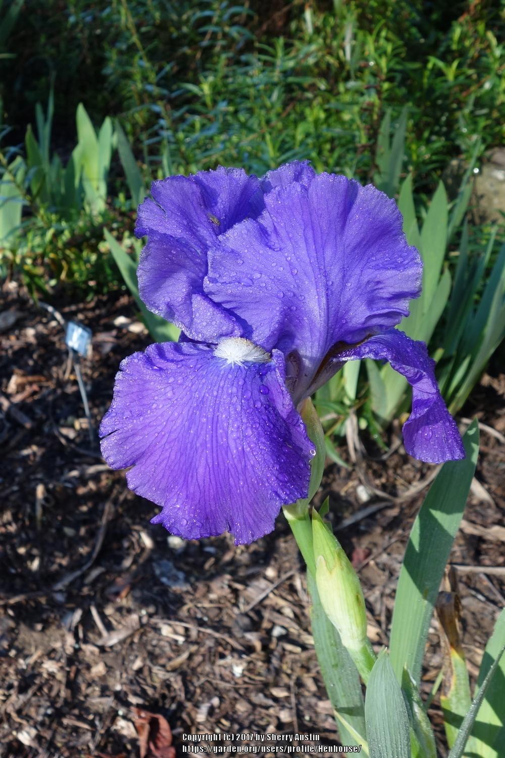 Photo of Tall Bearded Iris (Iris 'Feed Back') uploaded by Henhouse