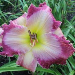 Location: Pembroke, GA
Date: 2014-07-02
Photo courtesy of Joiner Daylily Gardens. Used with permission.