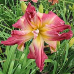 Location: Pembroke, GA
Date: 2014-06-16
Photo courtesy of Joiner Daylily Gardens. Used with permission.