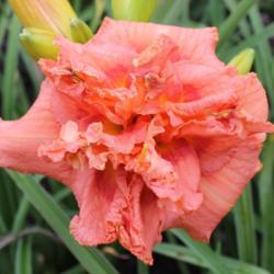 Location: Pembroke, GA
Date: 2014-07-19
Photo courtesy of Joiner Daylily Gardens. Used with permission.