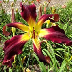 Location: Pembroke, GA
Date: 2014-06-03
Photo courtesy of Joiner Daylily Gardens. Used with permission.