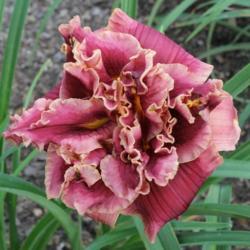 Location: Pembroke, GA
Date: 2014-06-16
Photo courtesy of Joiner Daylily Gardens. Used with permission.