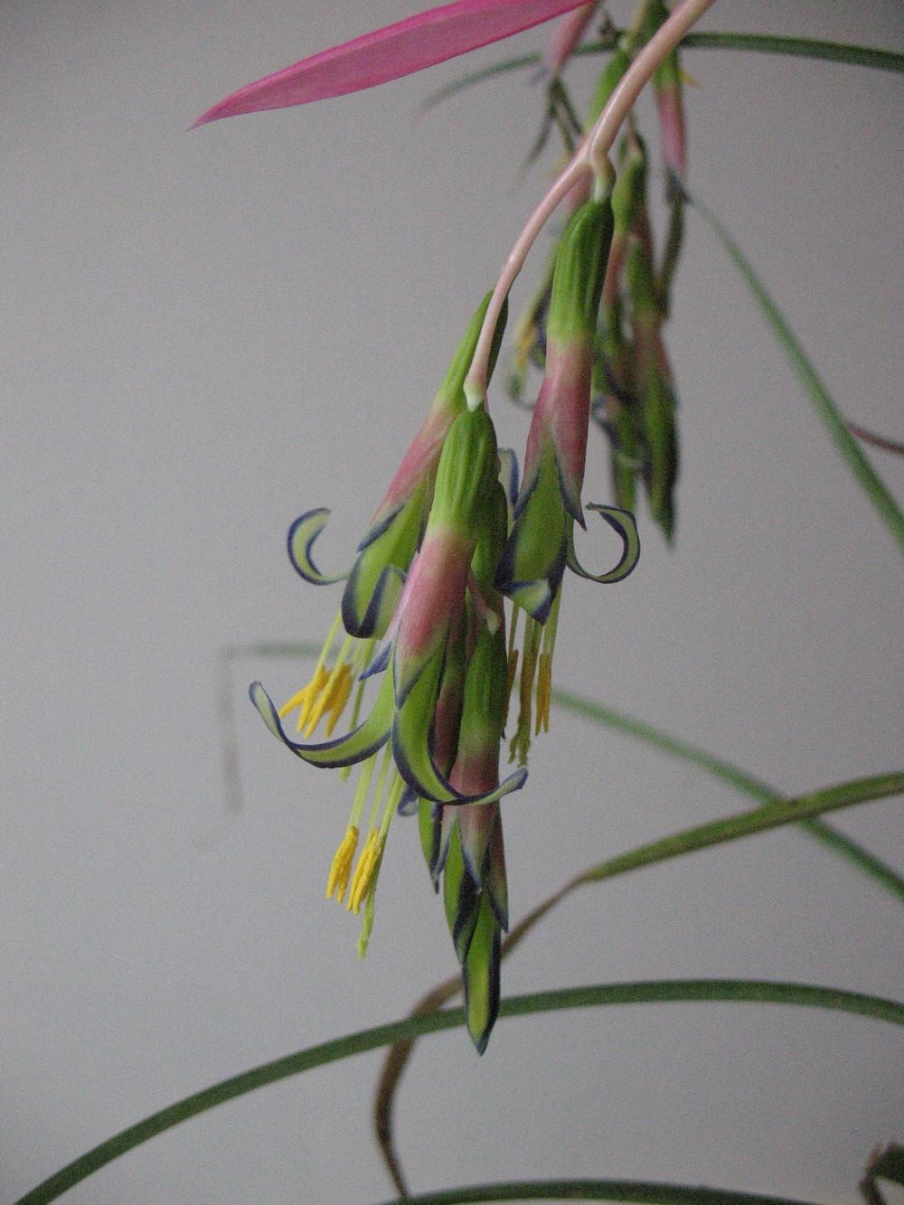 Photo of Queen's Tears (Billbergia nutans) uploaded by Lalambchop1