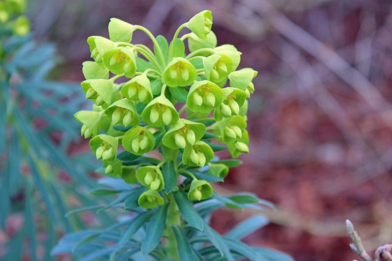 Photo of Euphorbia (Euphorbia characias subsp. wulfenii) uploaded by RuuddeBlock