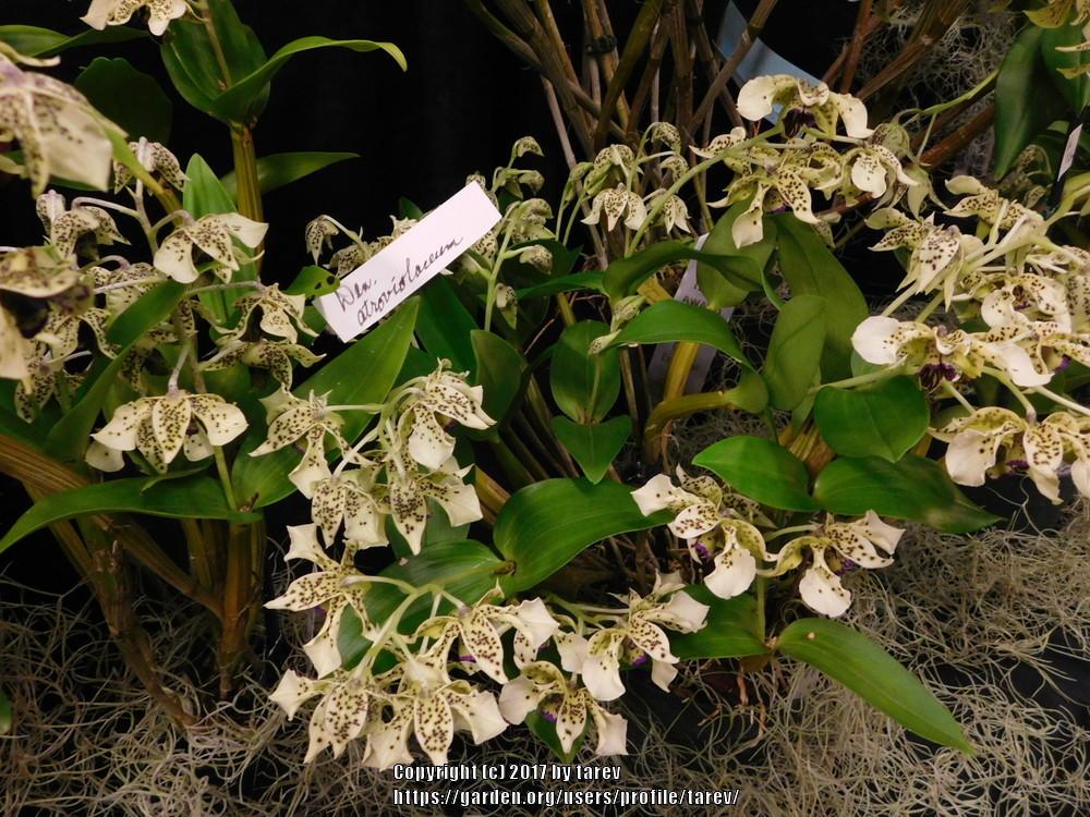 Photo of Orchid (Dendrobium atroviolaceum) uploaded by tarev