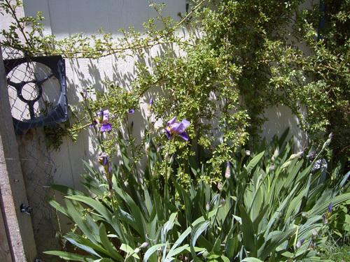 Photo of Irises (Iris) uploaded by Agoo