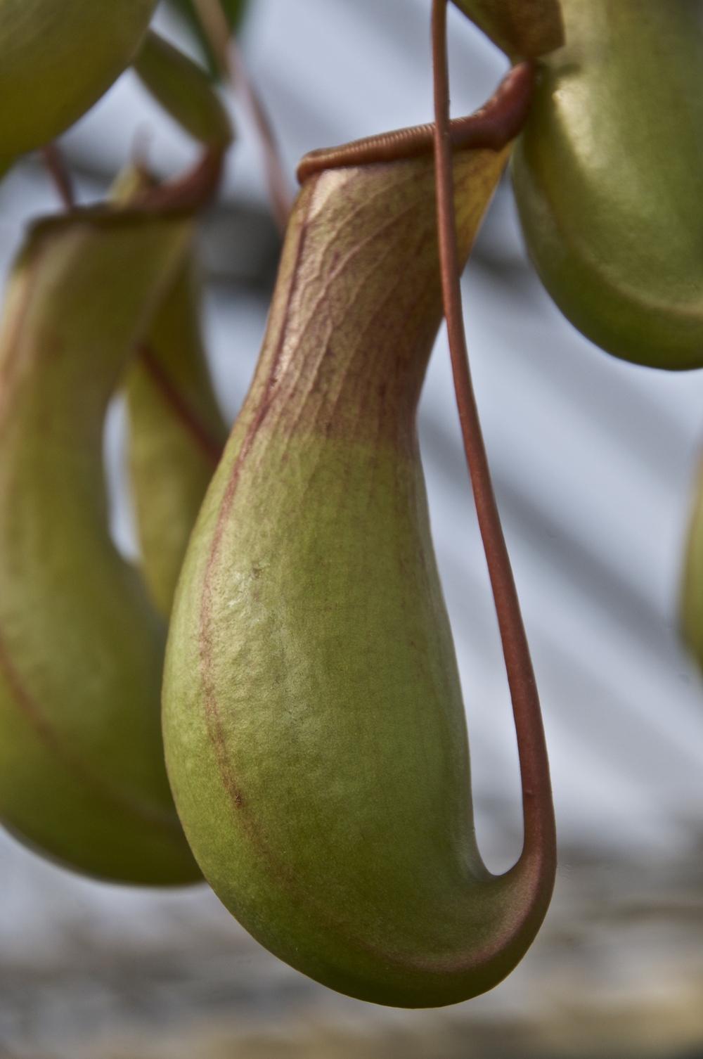 Photo of Pitcher Plant (Nepenthes) uploaded by Fleur569