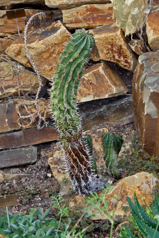 Photo of Euphorbia (Euphorbia polygona) uploaded by RuuddeBlock