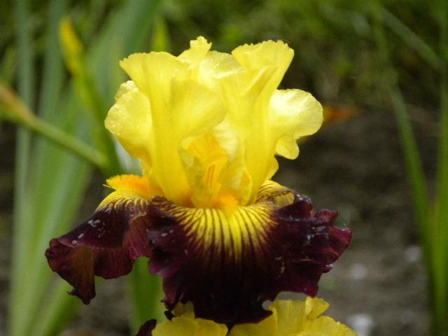 Photo of Tall Bearded Iris (Iris 'Snapshot') uploaded by SassyCat