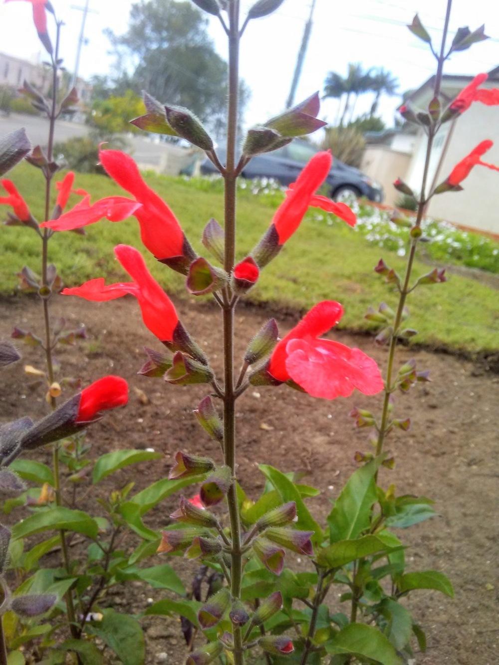 Photo of Eyelash Sage (Salvia blepharophylla 'Painted Lady') uploaded by carlysuko