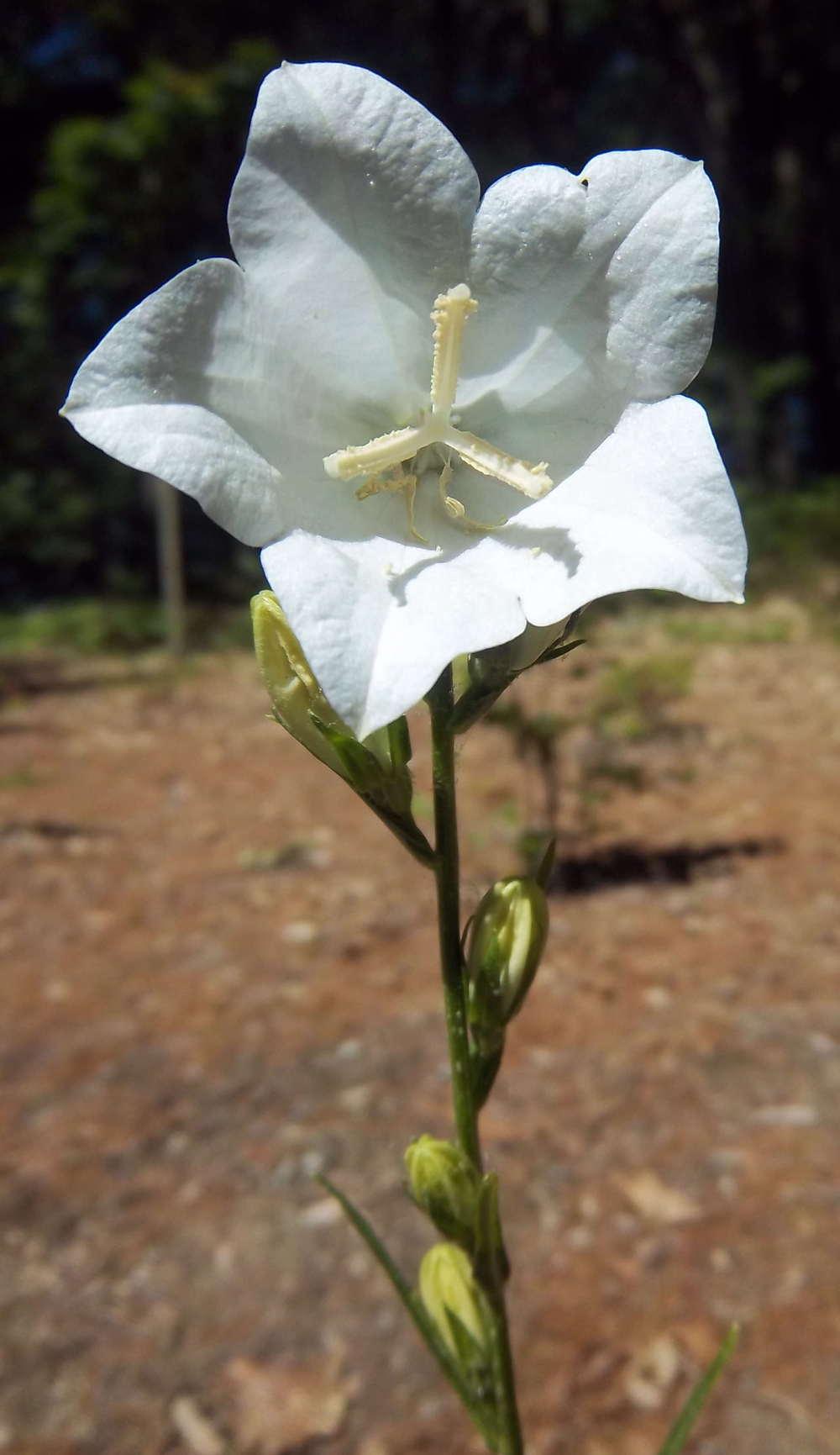 Photo of Peach-Leaved Bellflower (Campanula persicifolia) uploaded by jsf67