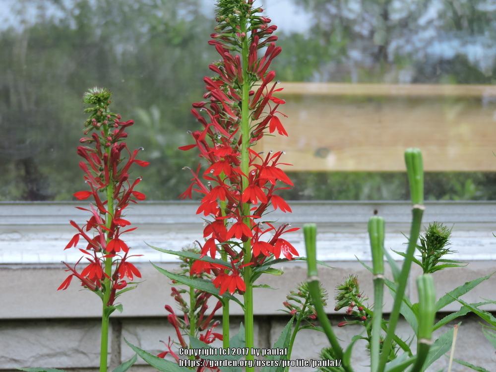 Photo of Cardinal Flower (Lobelia cardinalis) uploaded by paulaf