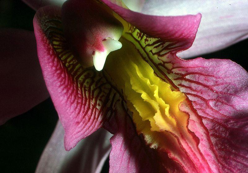 Photo of Orchid (Laelia superbiens) uploaded by robertduval14