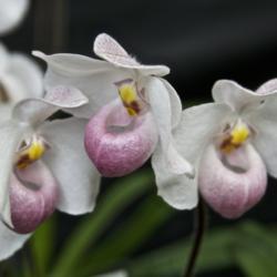 Location: Hausermann's Orchid Nursery Villa Park IL
Date: 2017-02-26
Paphiopedilum delenatii 'Pink Sky'