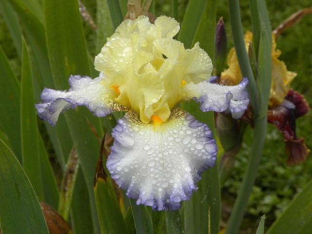 Photo of Tall Bearded Iris (Iris 'Spring Awakening') uploaded by SassyCat