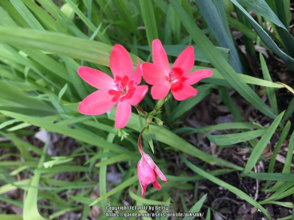 Photo of Painted Petals (Freesia laxa) uploaded by piksihk