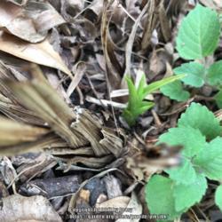 Location: my garden 
Date: 2017-02-27
New growth after being zapped by cold this winter