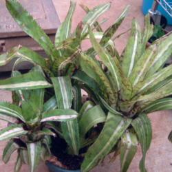 Location: greenhouse
Date: 2017-02-27
Showing the clumping culture of this bromeliad