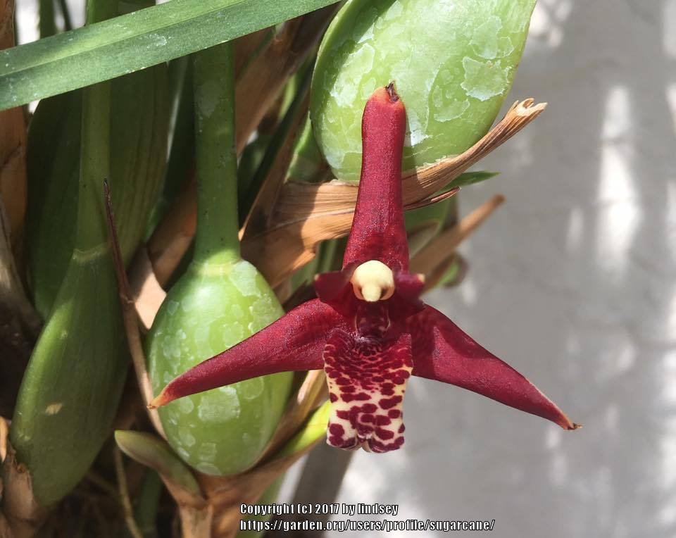 Photo of Coconut Orchid (Maxillaria tenuifolia) uploaded by sugarcane