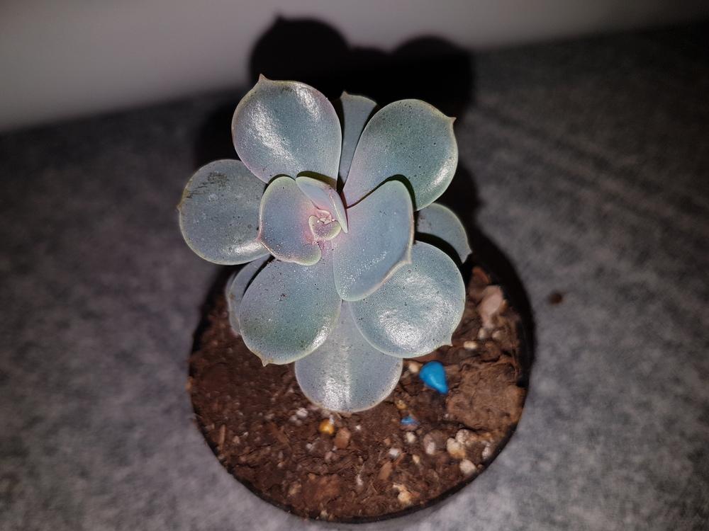 Photo of Echeveria 'Perle von Nurnberg' uploaded by Bumbly8ee