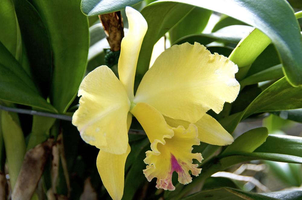 Photo of Orchid (Cattleya) uploaded by Fleur569