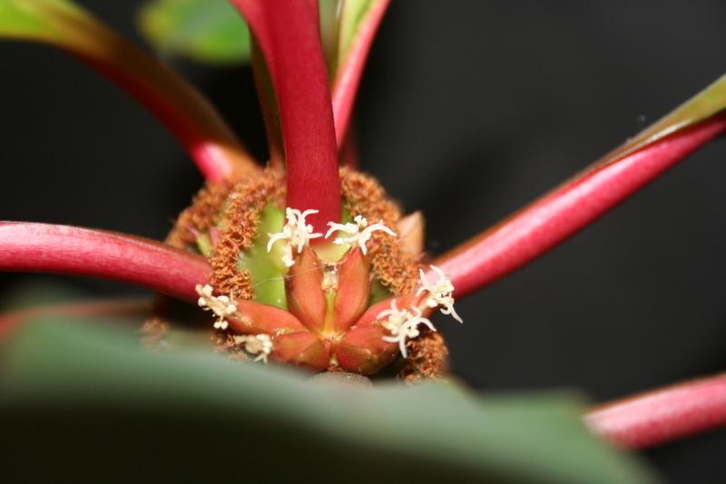 Photo of Madagascar Jewel (Euphorbia leuconeura) uploaded by RuuddeBlock