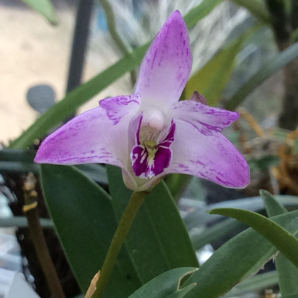 Photo of Orchid (Dendrobium kingianum) uploaded by Ursula
