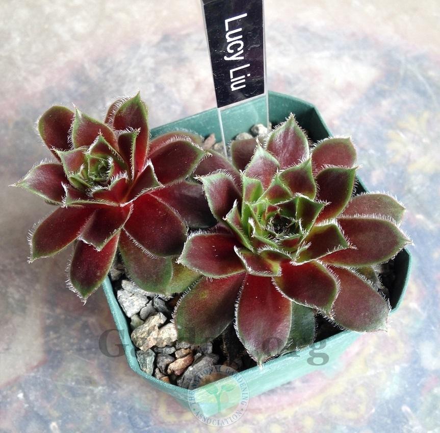 Photo of Hen and Chicks (Sempervivum 'Lucy Liu') uploaded by webesemps